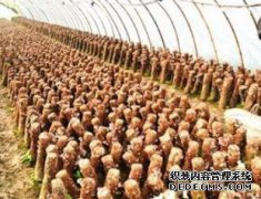 大学生宿舍杀小猫！要让猫住在刺猬中，请使用