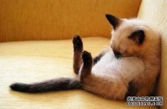 小猫正在享受着吃肉时摇摆的摇摆，网友：请吃