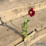 愚蠢的女性使用化妆品来制造雀斑，聪明的女性