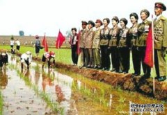 朝鲜农民分组工作，在田间工作，排长队