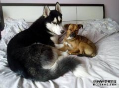 狗会犯错误，但你需要特别注意。我会认真批准
