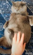 猫在三月没有怀孕，从医院检查，医生：你打她