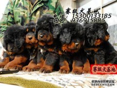 狗市卖大黑狗。卖家说：“我是纯种藏獒，至少