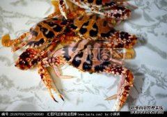 穿越生物的不仅是螃蟹，还有3亿年前的爬行动物