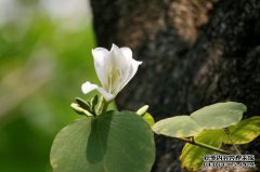 这100亿不是白色，新车是价格，中国的乐趣，比