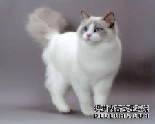 这些猫特别贵，他们只是走人民币，最后的价格