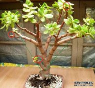 这种“树”比玉树和马齿苋更有价值。