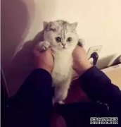 铲官：看几个人，跟着我，艾哈：我还是不想跟