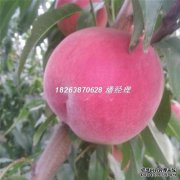 这种甜瓜不能食用，毒性很大，成熟时应避免使