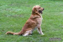 金毛猎犬正在围栏上，向冲浪者展示一个微笑，