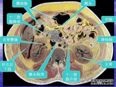 胰头可能有哪些疾病？