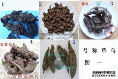 附子的介绍附子的作用和作用是什么？