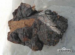 [桦树的香气如何吸收在水中？]桦树汁在水中喝多