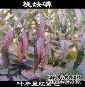 如果植物缺磷会怎样？