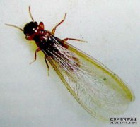 “蚂蚁飞行季”一定要小心，白蚁损失很大