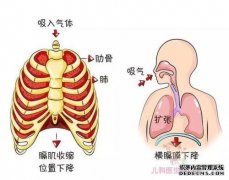 乙型肝炎携带者躺在肋骨下并晕厥