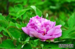 牡丹花朵盛开什么颜色？