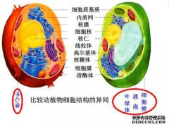 核为梭形或卵形。