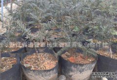 如何种植樟树苗并学习这些易于生长，功能强大