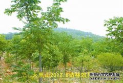 在第二种类型的调查中，按林地分类的八种主要