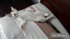 “猫的头发被肺吸收了”？是真的吗还是谣言？