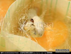 为什么在蚕被埋入之前我必须先弄很多黄水？