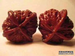 各种文玩坚果，狮头坚果各种大全插图