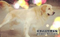 如果我的狗摔断了怎么办？