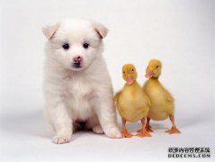 当狗发烧时，会导致绝育，但此后，水果负担不