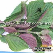 什么是苏野，我在哪里可以买到？