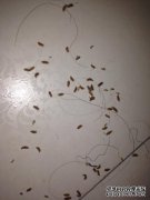 大人需要打壁虱吗？什么时候是打tick的最佳时间
