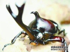 3岁的歌手要花多长时间才能成年？