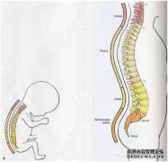 孩子的脊椎有三个生理弯曲。