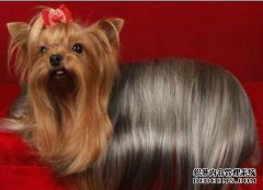 什么是judog？