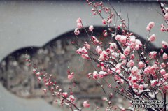 “弯曲一朵花使你讨厌花枝和准花并向人们开放