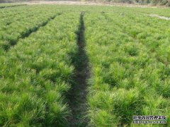 如何种植松树苗