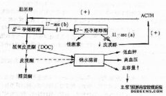 咖啡和皮质醇的营养知识