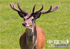 哪个鹿角最好？
