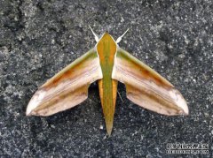 [鳞眼虫]鹰麻雀