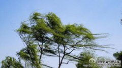 “存根效应”增加了风和风的声音（图）