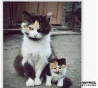 KC猫是什么意思，对KC猫是什么意思？