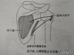什么是肩蝎？