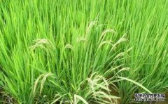 东洋日本公司在稻田中引入新型除草剂