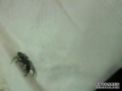 如何在家清除硬壳虫