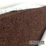 山棕和椰子树有什么区别？