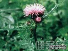 大泻禁忌的功效与功能介绍