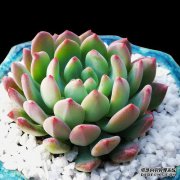 如何种植肉类植物