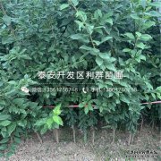 Bin State News：Onchu Pa Lizi Sapling欢迎来电