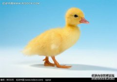 [鸭子似乎如何治愈，摇头的鸭子有什么治疗方法