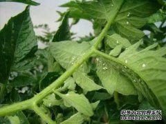 如何使用最好的幼虫来控制粉虱？[植物守护者